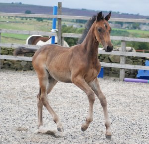 Electric - a most exciting prospect!