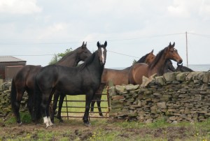 Two of the 3 year old mares both by Voice - looking like they're ready for backing:-)
