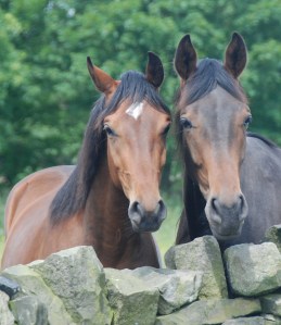 3 year old Gorgeous (left) by Florencio and 2 year old Hector (right) by Furst Kiss - as you can see Hector is rather large!
