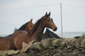 Very pretty 2 year old Hadora