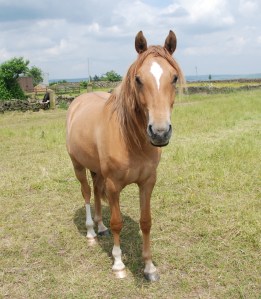 2 year old Honey - out of Ella (Caeser) by FS Don't Worry