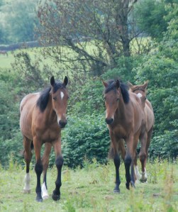 The yearlings coming for a nosey at who is in their field - both with white markings by Rousseau - bay by Florencio.