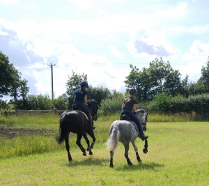 We like to give the horses some variety :-)